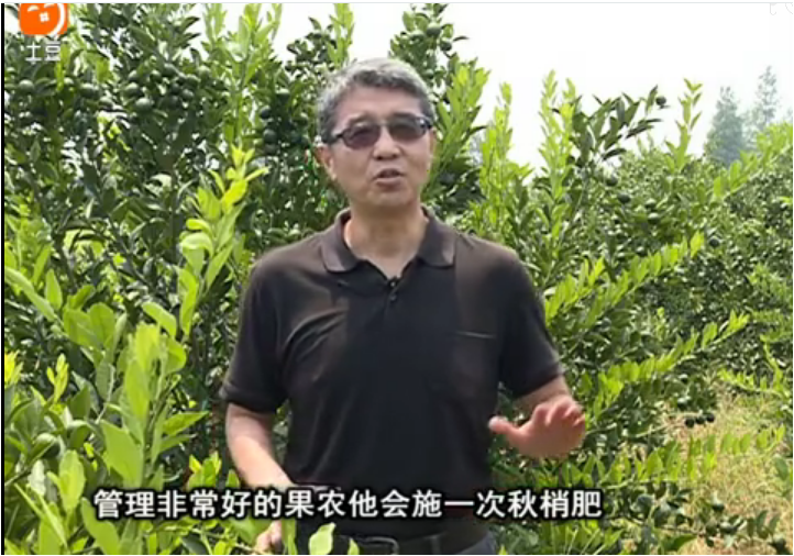20170904珠江臺搖錢(qián)樹(shù)：柑橘用因迪樂(lè )，樹(shù)勢健壯、果品質(zhì)高