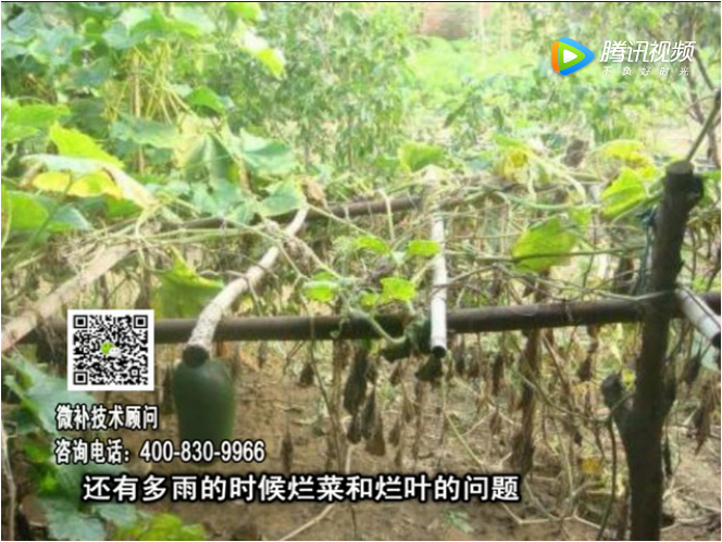 20170911珠江臺搖錢(qián)樹(shù)：蔥干尖蔬菜爛葉早衰？
