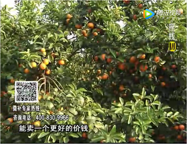 20170918珠江臺搖錢(qián)樹(shù)：柑橘蜜柚如何著(zhù)色增甜
