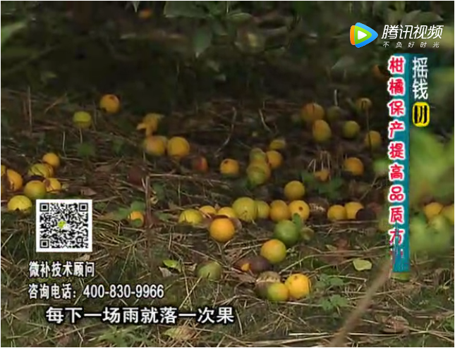 20170911珠江臺搖錢(qián)樹(shù)：如何預防減少柑橘落果