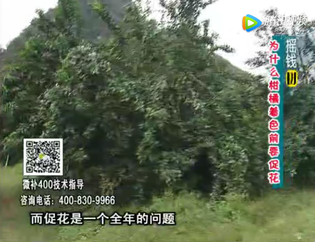 珠江臺搖錢(qián)樹(shù)：柑橘什么時(shí)候促花很好?