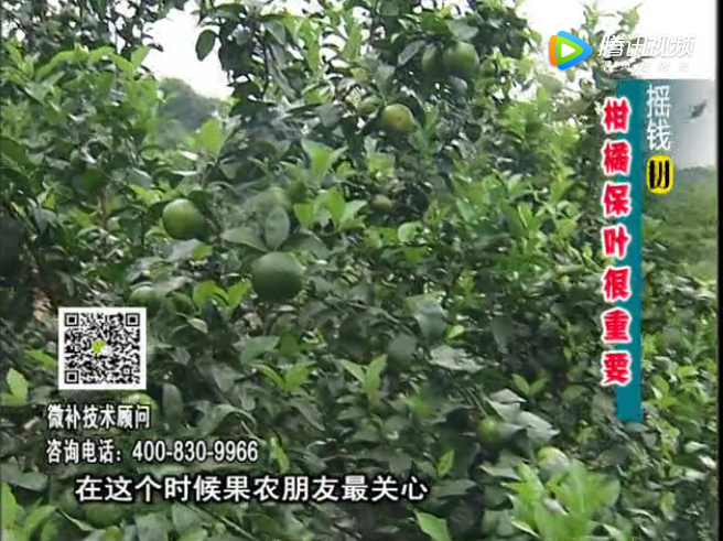20171009珠江臺搖錢(qián)樹(shù)：柑橘黃葉花葉多怎么辦?