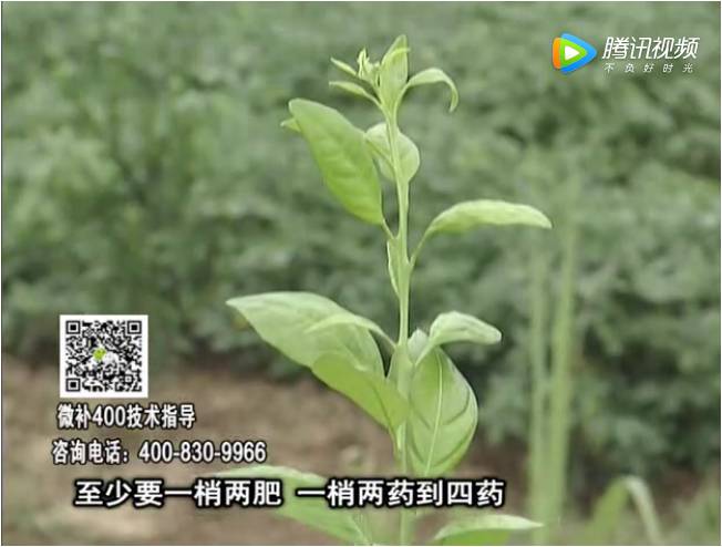 20171023珠江臺搖錢(qián)樹(shù)：柑橘小樹(shù)如何管理長(cháng)勢快