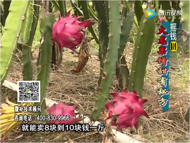 20171030珠江臺搖錢(qián)樹(shù)：火龍果如何提高品質(zhì)