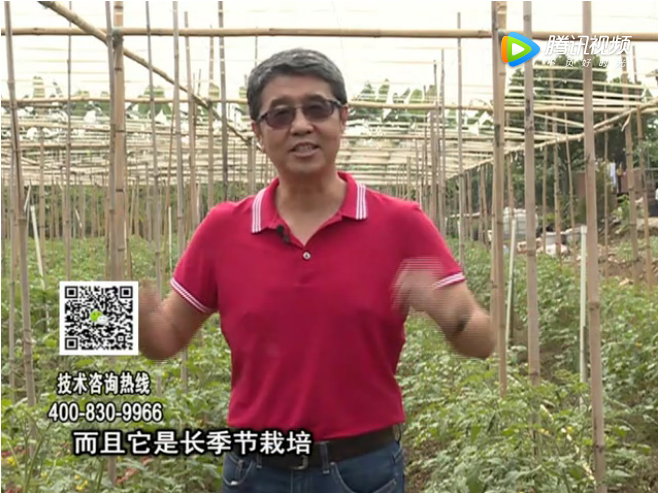 20171120珠江臺搖錢(qián)樹(shù)：番茄如何增產(chǎn)增收？