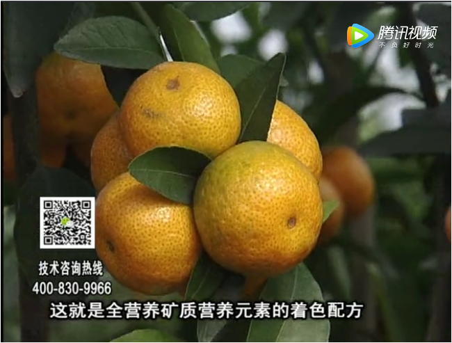 20171120珠江臺搖錢(qián)樹(shù)：柑橘如何提高品質(zhì)賣(mài)價(jià)