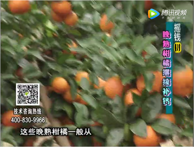 珠江臺搖錢(qián)樹(shù)：晚熟柑橘如何抗凍提高耐儲運