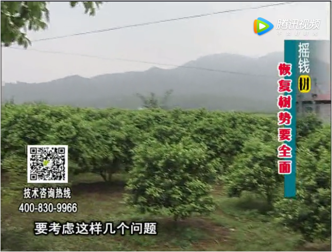 20171211珠江臺搖錢(qián)樹(shù)：柑橘恢復樹(shù)勢大寒管理