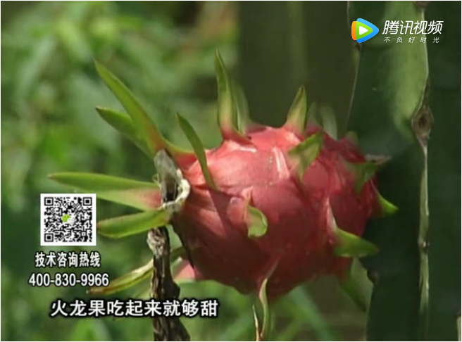20171211珠江臺搖錢(qián)樹(shù)：火龍果如何管增甜品質(zhì)好