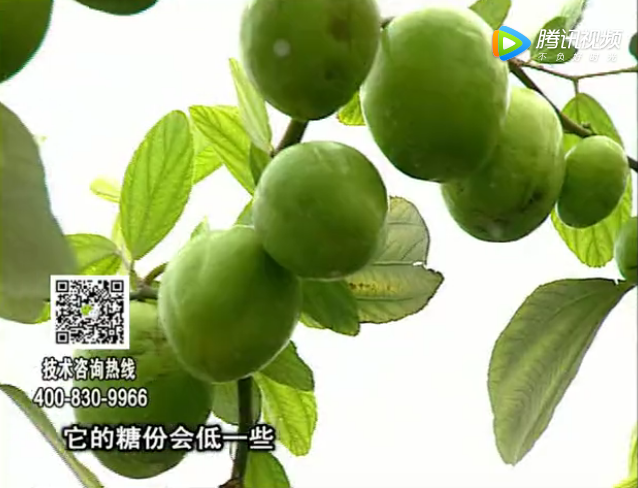 20171204珠江臺搖錢(qián)樹(shù)：青棗膨果增甜如何做？