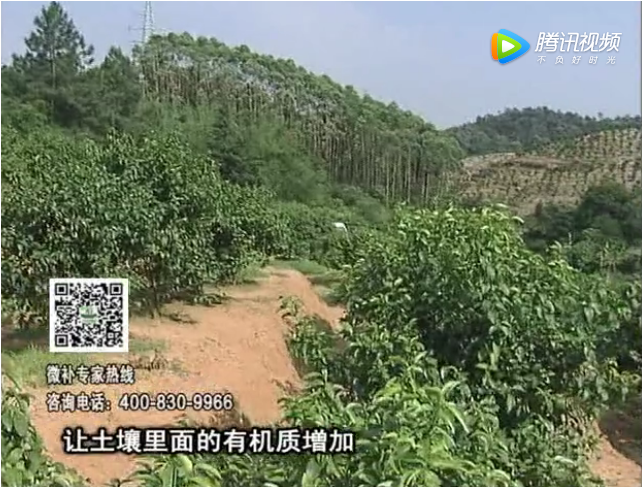 20171106珠江臺搖錢(qián)樹(shù)：柑橘樹(shù)壯早掛果