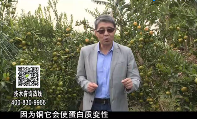 20171218珠江臺搖錢(qián)樹(shù)：有機銅提高作物抗病力