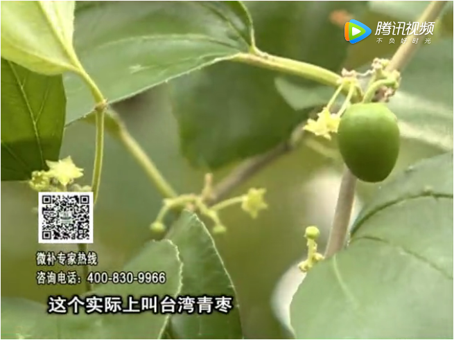 20171106珠江臺搖錢(qián)樹(shù)：青棗果大清甜如何種？