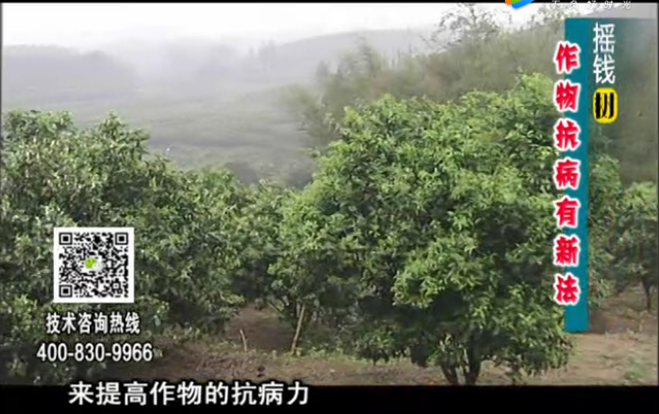 20171225珠江臺搖錢(qián)樹(shù)：作物如何預防減少病害發(fā)生