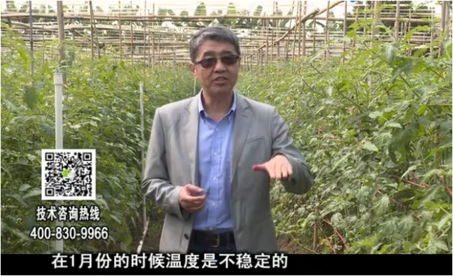 20180101珠江臺搖錢(qián)樹(shù)：番茄如何抗凍防青枯病