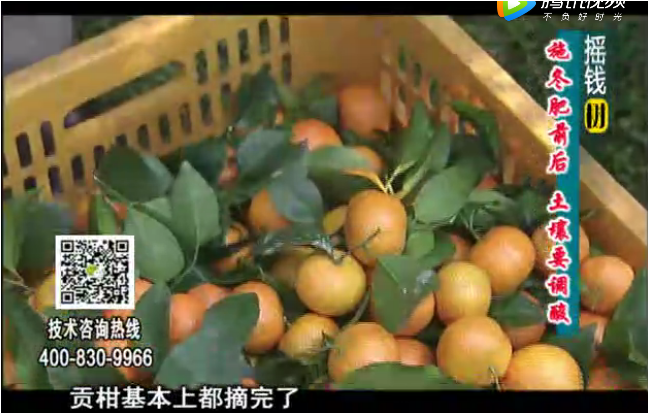 20180101珠江臺搖錢(qián)樹(shù)：柑橘土壤酸化怎么辦？