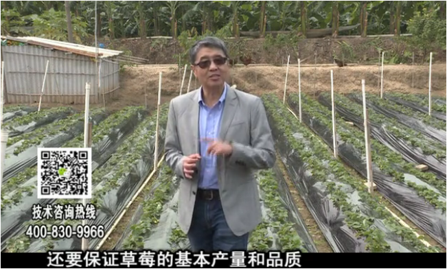 20180108珠江臺搖錢(qián)樹(shù)：草莓苗弱膨果增甜如何做？