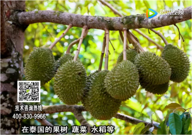 20180212珠江臺搖錢(qián)樹(shù)：微補方案提高作物抗病力
