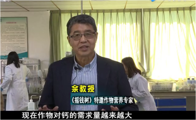 20180226珠江臺搖錢(qián)樹(shù)：如何解決作物缺鈣問(wèn)題
