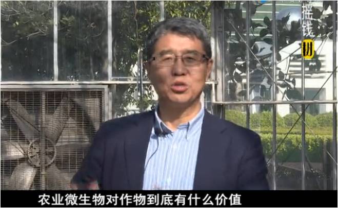 20180305珠江臺搖錢(qián)樹(shù)：生物防控減少病害?