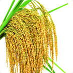水稻小麥營(yíng)養方案