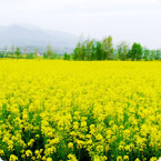 油菜營(yíng)養方案