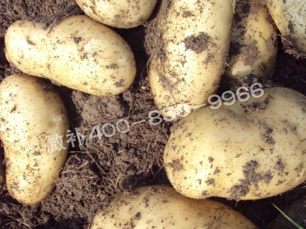 塊莖類營(yíng)養(yǎng)方案