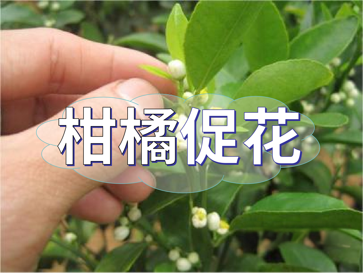 到了柑橘秋梢期，什么時候促花？