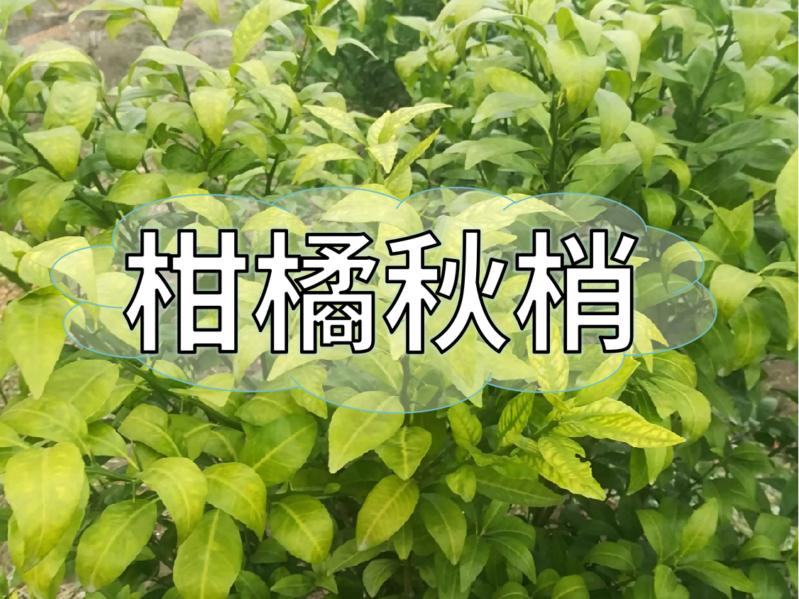 柑橘秋梢健壯老熟快，簡單有效的操作方法