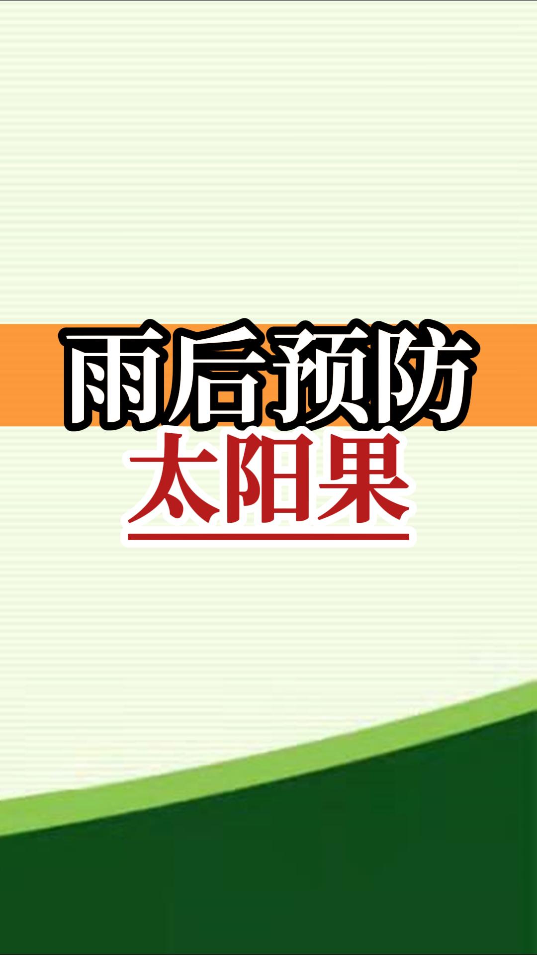 雨后高溫柑橘更易曬傷，及時(shí)管理預(yù)防太陽果