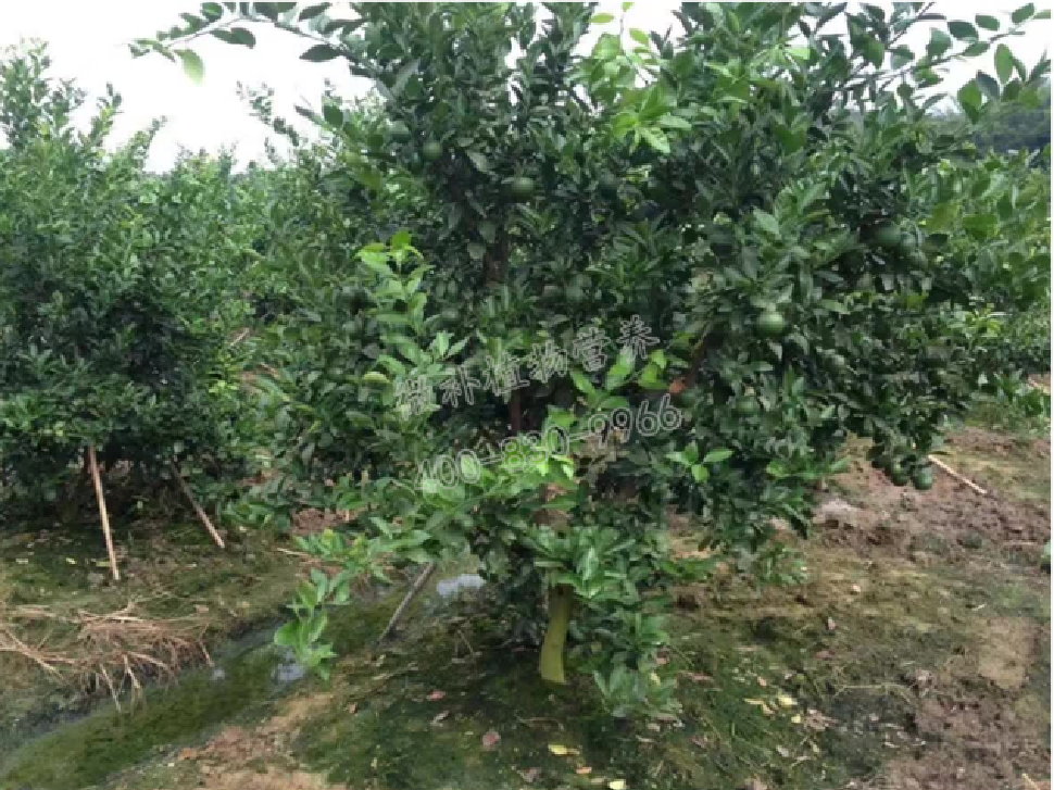 別人果園落果慘重，為何她的果園黃蒂落果少？