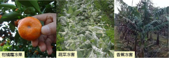 讓作物安全過冬的實用小妙招，速看