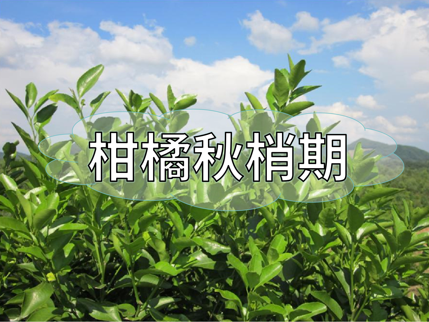 柑橘放秋梢、膨果、促花如何同時進行？