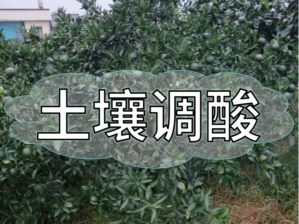柑橘膨大期，土壤調(diào)酸與施膨果肥一樣重要
