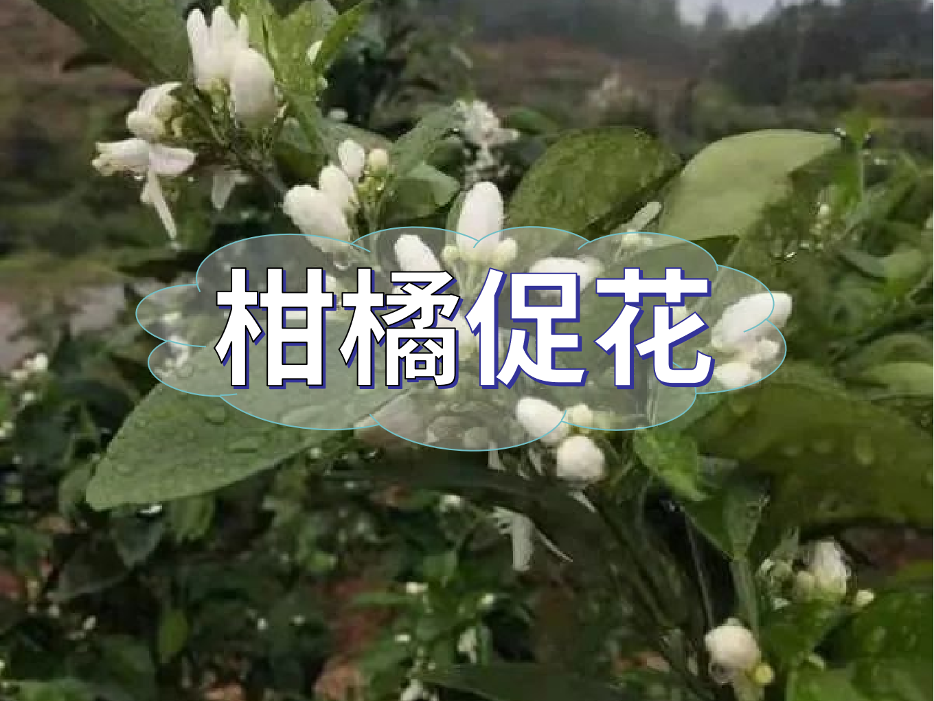 柑橘促花三要領，促進優(yōu)質花的形成