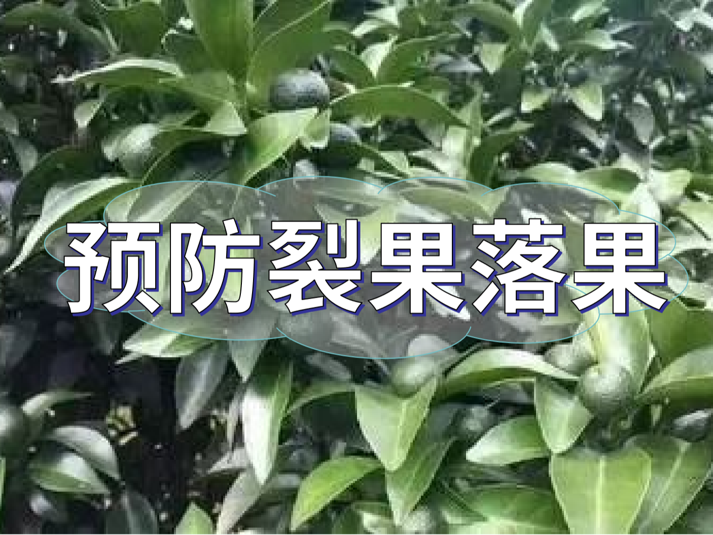 柑橘落果裂果高峰期，要先預防