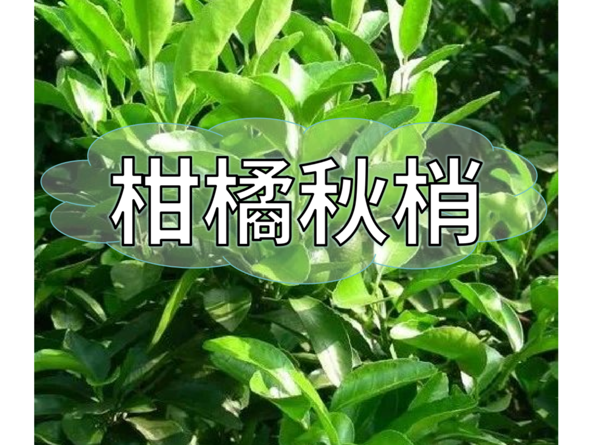 秋梢放不出怎么辦？如何放出健壯秋梢？