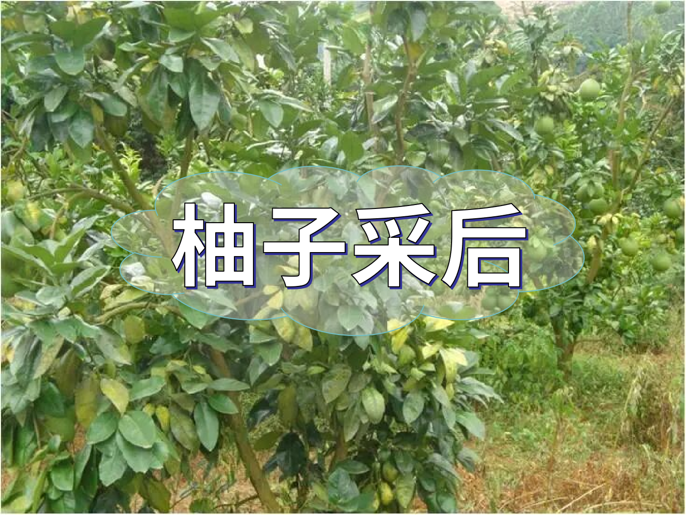 柚子采后這么管，來(lái)年不減產(chǎn)
