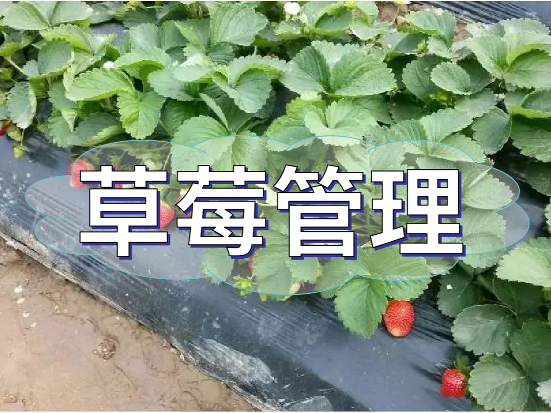 這樣做讓你的草莓品質好，產量高！