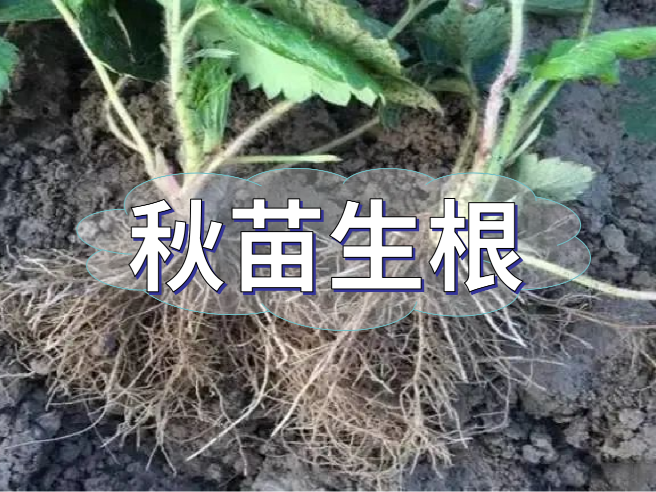 秋播開始，生根養(yǎng)根是作物健壯增產提質的關鍵