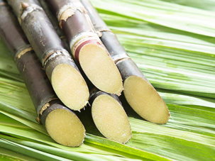 甘蔗營(yíng)養(yǎng)方案