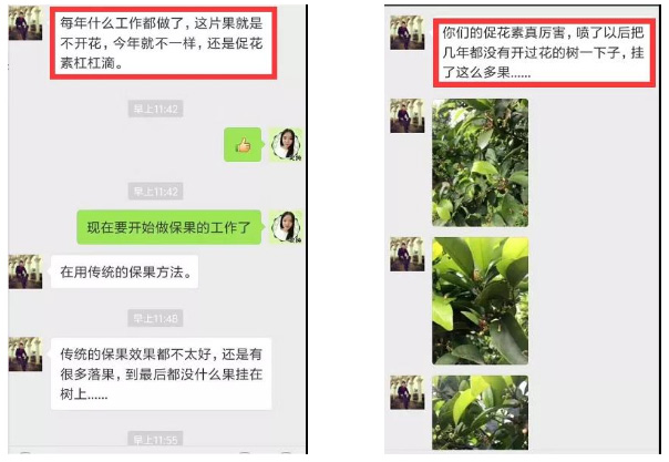 秋梢期，柑橘果農(nóng)都在做這件事……