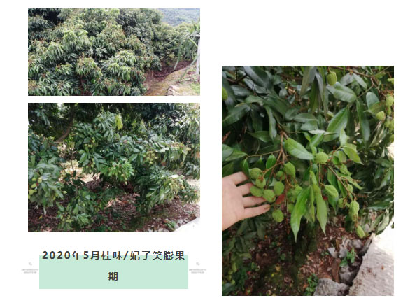 荔枝園連年高產(chǎn)，秘訣在這里
