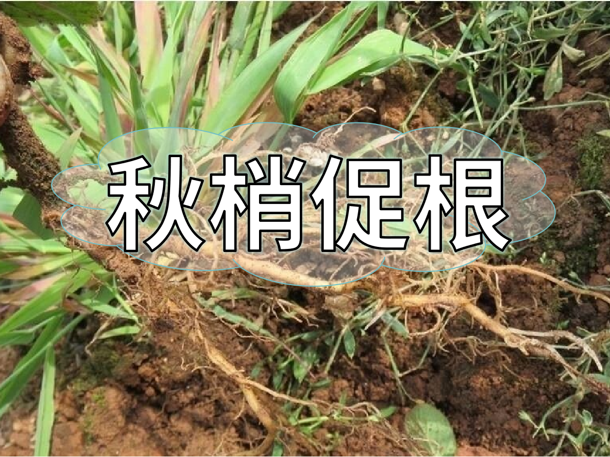 秋季促梢壯梢忙，促根養(yǎng)根才是第一步